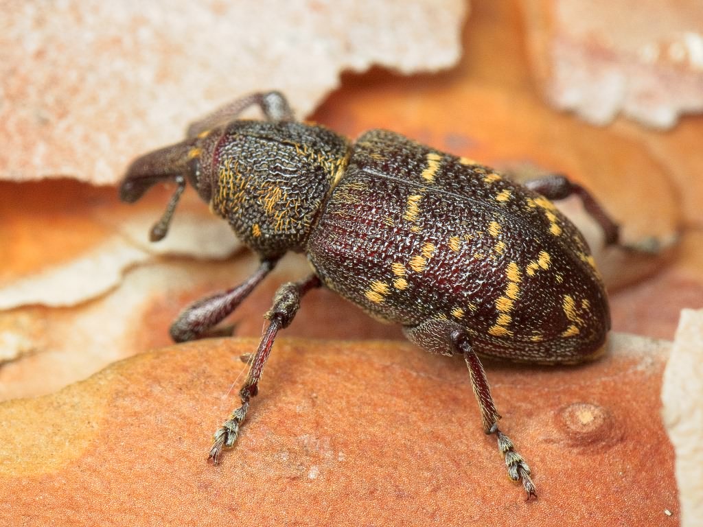 Hylobius abietis (Linnaeus, 1758)